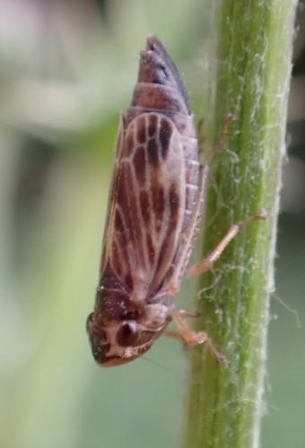 Evacanthus acuminatus
